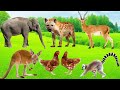 Funniest Animal Sounds Hyena Turkey Elephant Kangaroo Deer Chicken Lemurs Animal Moments Funniest Animal Sounds Hyena Turkey Elephant Kangaroo Deer Chicken Lemurs Animal Moments