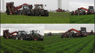 Worteloogst In De Flevopolder Harvesting Carrots Valtra, Case En Fendt In De Wortels