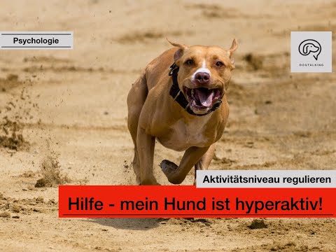 Video: Leben mit einem Zwergpinscher; Unser Hund