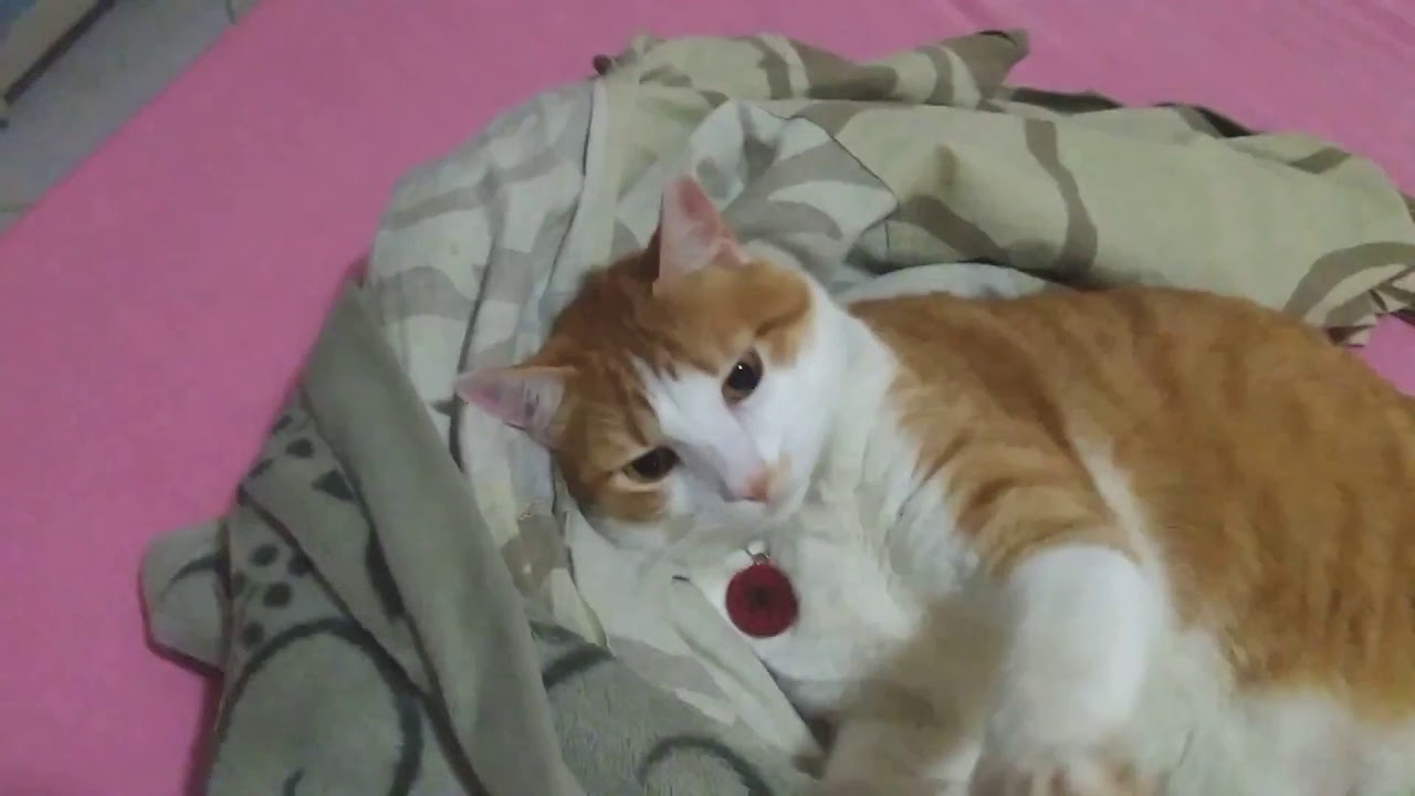 Pin de rose meire em bom dia Gato e o bom dia - YouTube