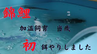 錦鯉当歳　加温飼育初めてエサやり