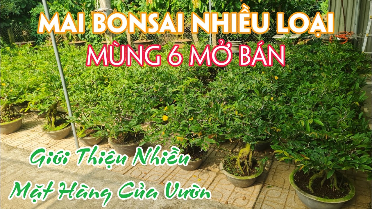 Ngày 28 Tết. Giới Thiệu Nhiều Loại Mai Qua Tết Giao Lưu.
