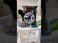 un baño #animation #viralvideo #tierno  #cat #baño
