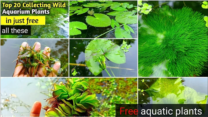 Top 20 Collecting Wild Aquarium Plants || Don't buy aquarium plants just free collection