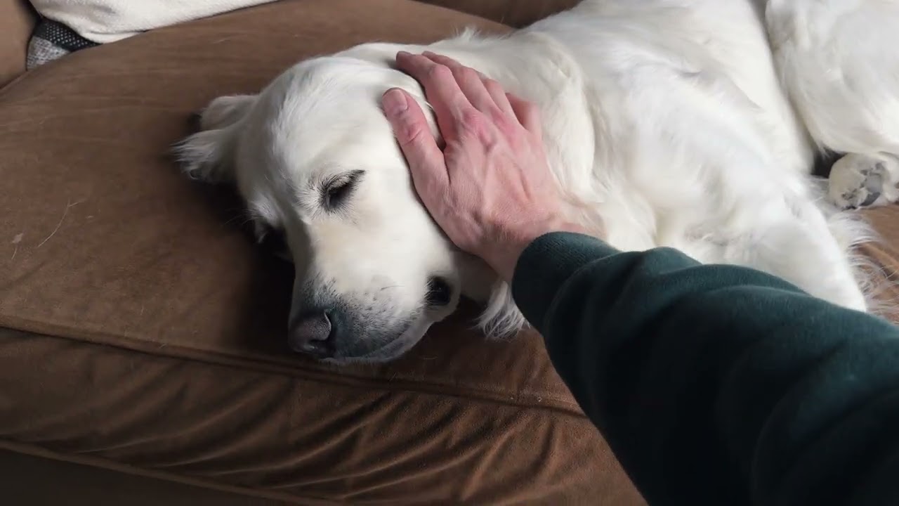 Petting my Golden Retriever until she falls asleep
