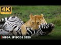 Wild Africa: Predators & Prey in Nature 🐘