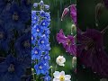 Calming Rain Sounds Flowers & Leaves for Peaceful Sleep #rainsounds #asmr#RainOnFlowers