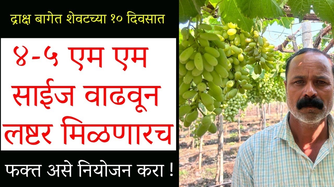 द्राक्ष बागेत शेवटच्या  दहा दिवसात ४-५ एम एम साईज वाढवून लष्टर मिळणारच  संपूर्ण नियोजनDoctorAgriwala