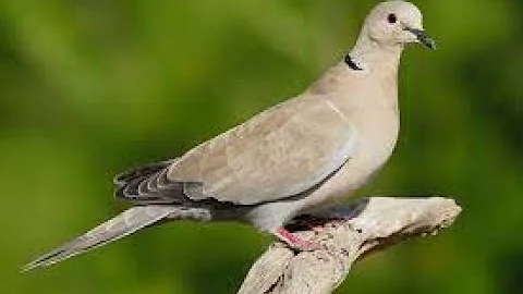 best Dove  sounds 1 hours full -hd