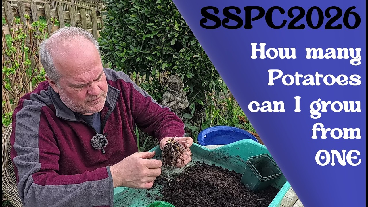 #SSPC2026 - сколько картофелин можно вырастить из ОДНОЙ