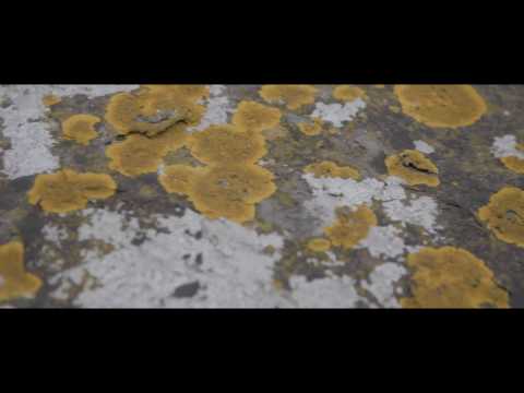 Zea - De Grûn