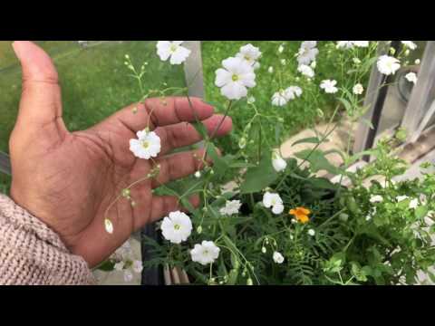 Vídeo: A gypsophila é uma planta perene?