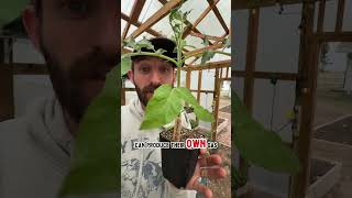 Will dandelions make tomatoes ripen  Faster?