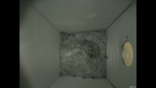 Nestbox 20180929/08:00 - 24 frames with movement