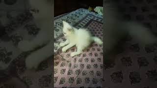 #cat #caco #youtubeshorts #love #viral