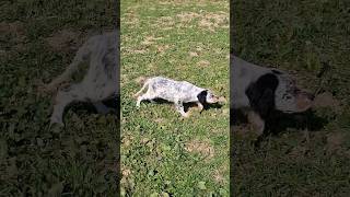 Dressage Setter Anglais 4 Mois