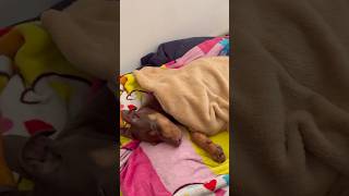 🐶💤 #doberman #dog #dogshorts #doglife #dogs #doglove #perritos #cachorro #hund #chien #gossip #lol