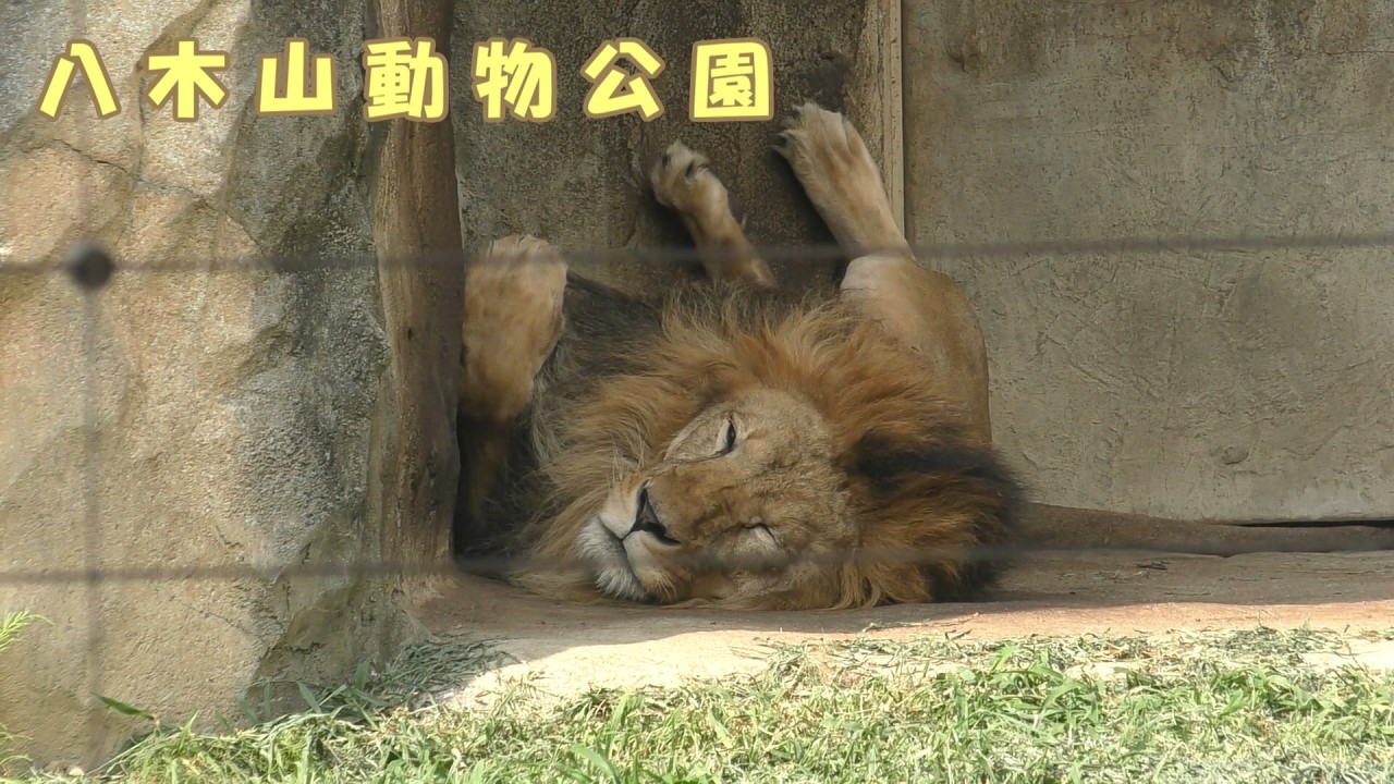 八木山動物公園】 お昼寝中のライオンのサン（260710） - YouTube