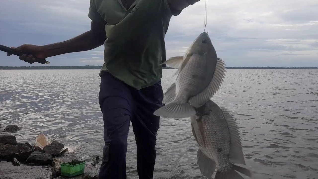 Best 🎣 Hook Fishing Video !! Fishing With Suresh !! Sri Lanka Lake Fishing Thilapi Fishing