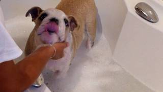 British bulldog pup having a bath