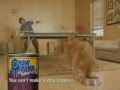 Funny reclame! human vs dog- table tennis