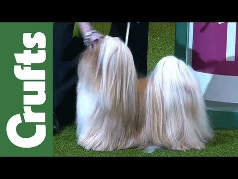 lhasa apso crufts
