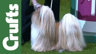 Group Judging (Utility) and Presentation - Crufts 2012