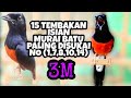 TEMBAKAN Isian Murai Batu yang PALING DISUKAI SAAT KONTES NO 8 SERING Koncer