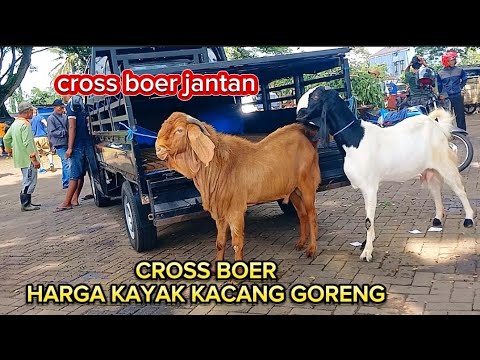 Gecko Sounds សំឡេងសត្វតុកកែ