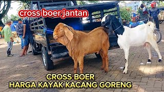 UPDATE HARGA KAMBING DI HARI NATAL‼️KAMIS 25 DESEMBER 2025.PASAR KAMBING WLINGI BLITAR JATIM 