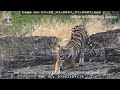 Tiger resting on a hill top | wildlife | tiger | Stock footage #shorts #shortsvide