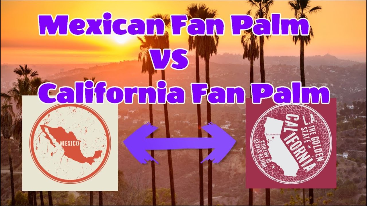 Mexican fan palm versus California fan palm in Oregon