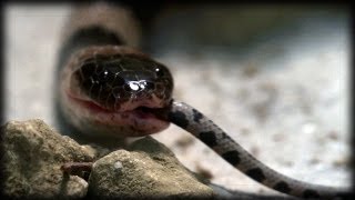 Coral Snake eats Rat Snake 02 Time Lapse