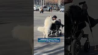 Dog pushes elderly man’s wheelchair 🐾🦼 #shorts