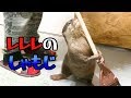 働き者なカワウソ？！【しゃもじ君】
