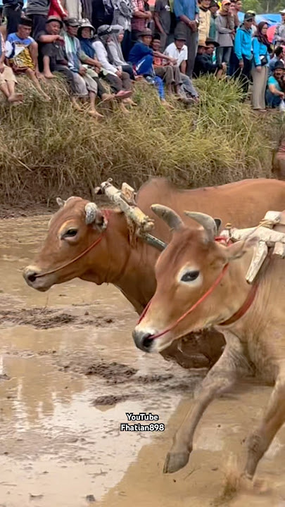 46 team. Pacu jawi. Budaya Minangkabau #fhatian898 #automobile #sapimakan #cow #sapilucu #animals