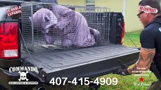 Racoon commercial 2023