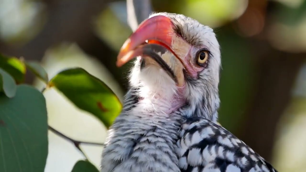 Southern Red-billed Hornbill (Tockus rufirostris) - Sable Dam in Kruger (South Africa) 10-6-2019