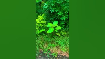 funny mini vlog #trendingshorts #dailuroutine #minivlog #vlog #gymmotiuationoideo #shortvideo