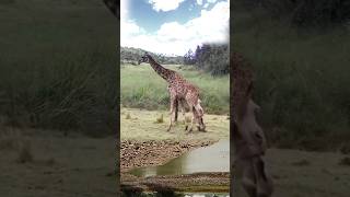 the lions were shocked as the giraffe fell|| #shorts #facts #animal