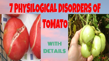7 PHYSIOLOGICAL DISORDERS OF TOMATO WITH DETAILS || FARMING NEPAL