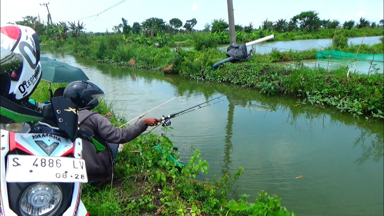 BAHAGIANYA PEMANCING,, Spot liar yang dilarang mancing yg banyak ikannya sekarang dibayarkan 20 ribu