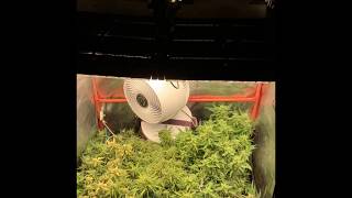 Skyline 1000 customers grow 4 weeks to harvest.