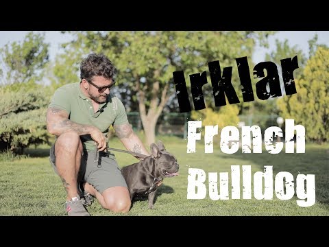 Video: Schnauzer veya Fransız Bulldog sizin için uygun mu?