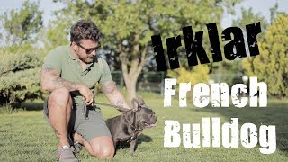 Köpek Irkları - French Bulldog