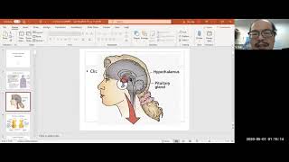 11 Endocrine