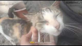 lagu : kucing gemuk sakha