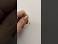 Charm Dodo Cavalluccio Marino da 2gr. in oro giallo 18kt