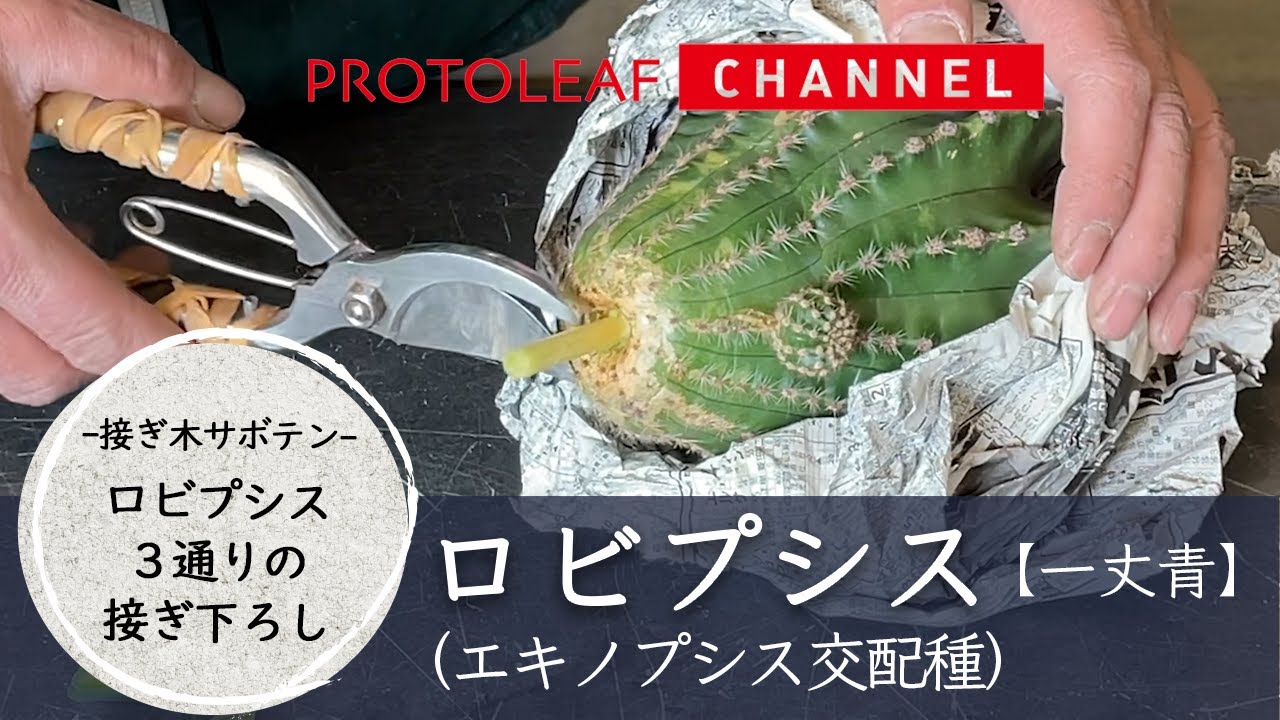 サボテン　接ぎ hq720.jpg?sqp=-