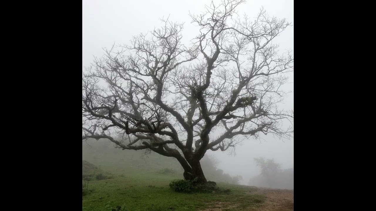 [Free] Chill / Emotional piano beat - Trees